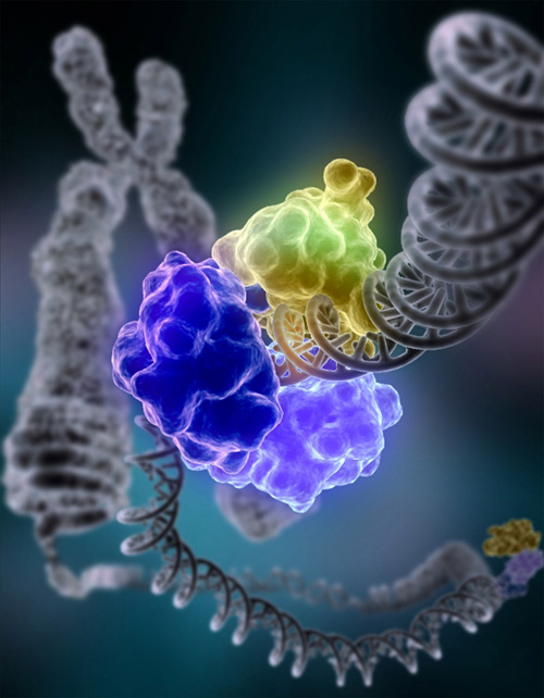 Zejula (Niraparib) Maintenance Therapy: What Ovarian Cancer Patients Should Know