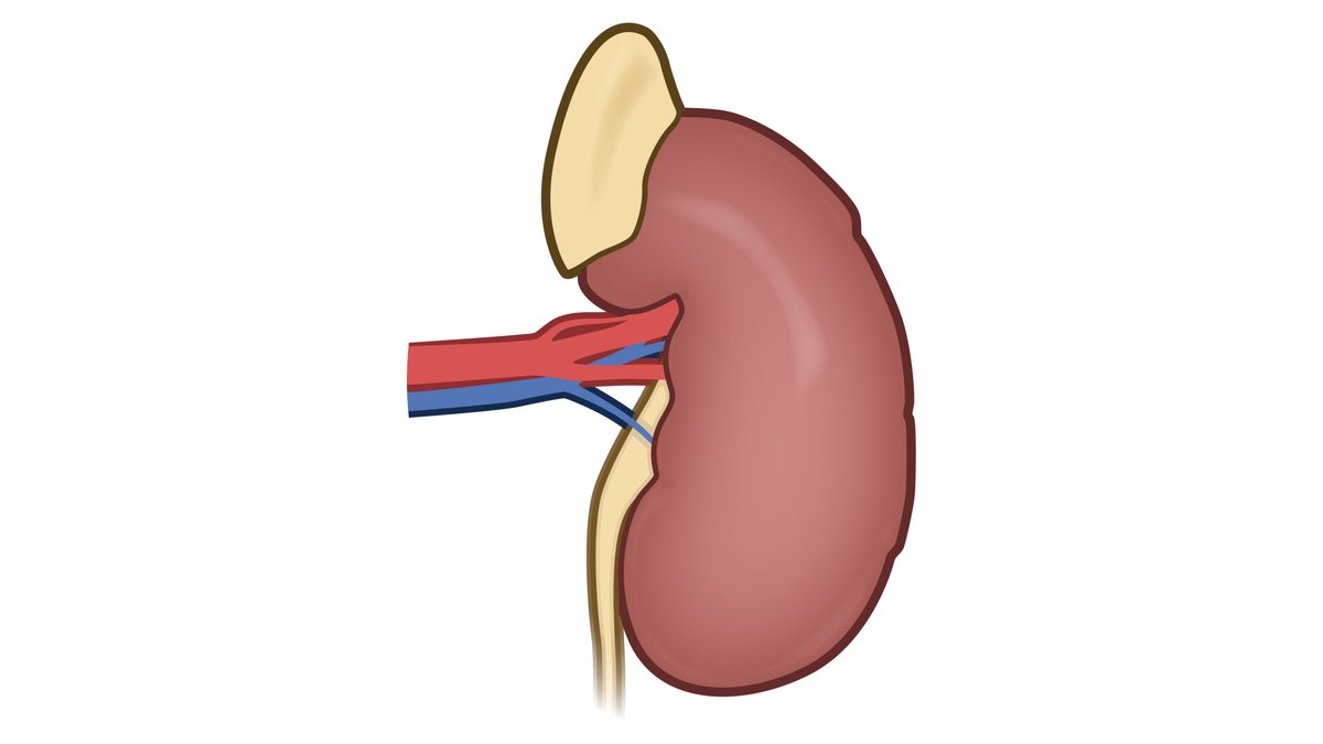 Welireg (Belzutifan) for Kidney Cancer: What Patients Should Know